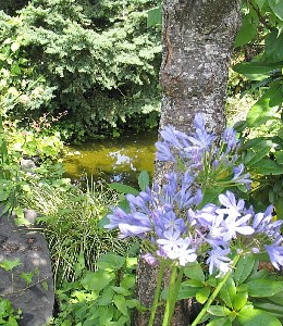 koi pond